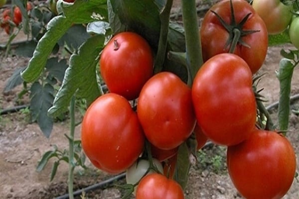 replanter des plants