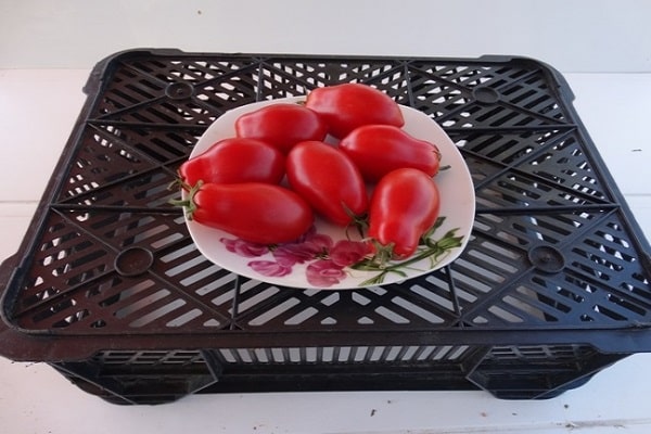 prévisions météorologiques