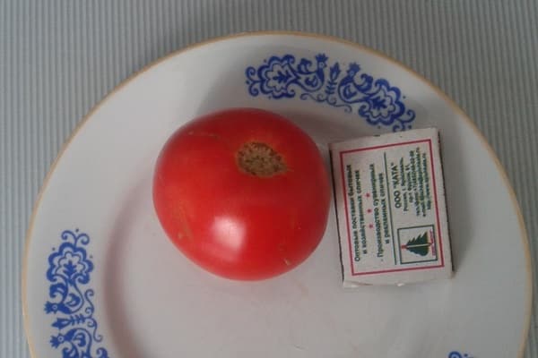 Zypresse wie Tomate