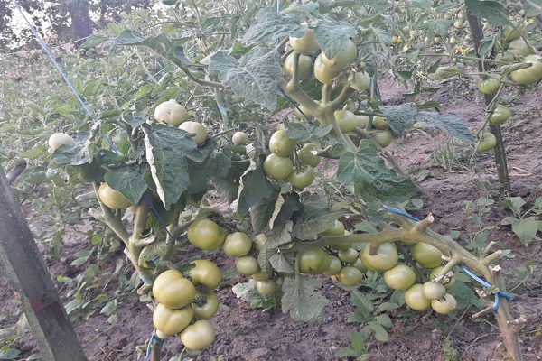 les graines sont semées