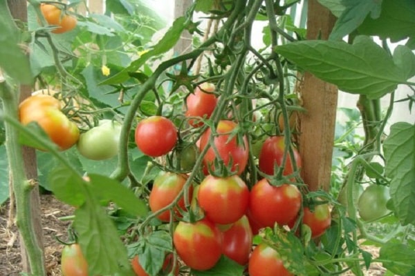 caractéristiques manifestées