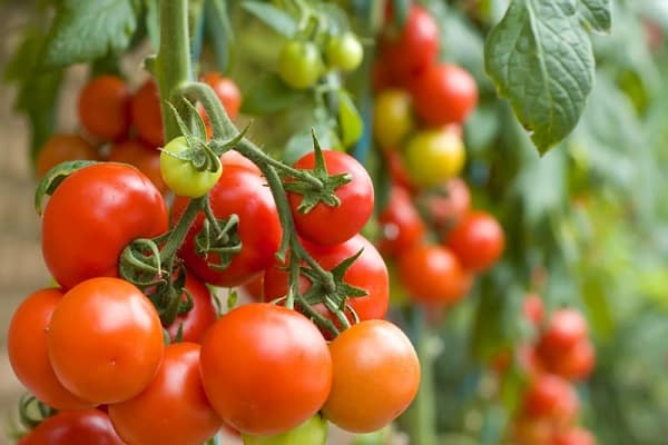 les semis sont plantés