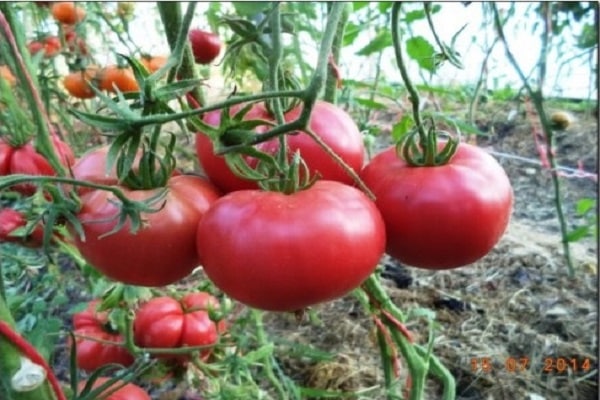 les semis sont semés