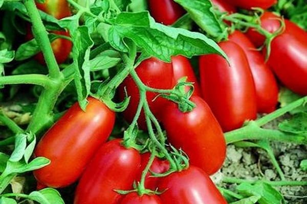 les semis sont nourris