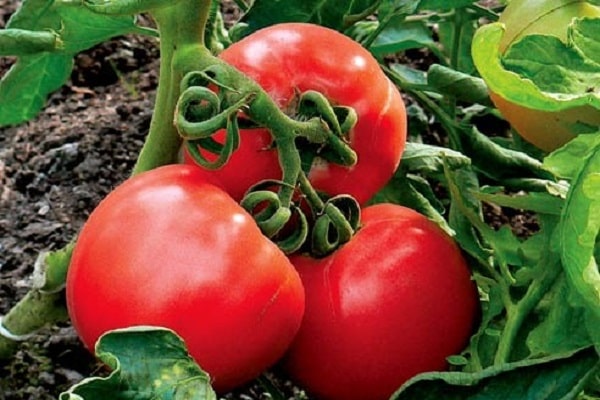 caractéristique et rendement