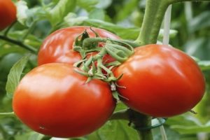 Description de la variété de tomate Spring F1, recommandations de culture et d'entretien