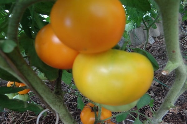 caractéristiques climatiques