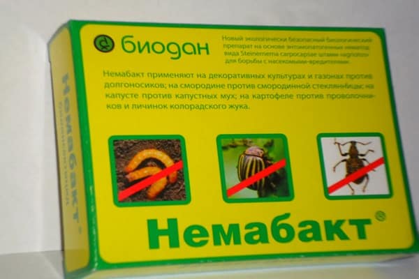 Der Busch wurde schmerzhaft