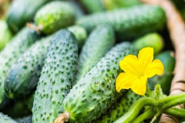 prahlen mit früher Reife