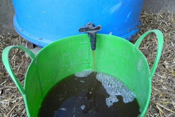 Früchte werden erscheinen