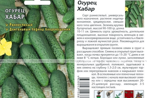 butin de graines de concombre