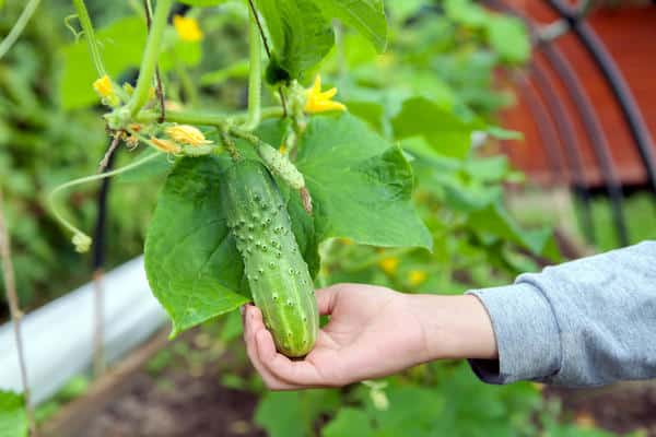 girl holding a cucumber bush