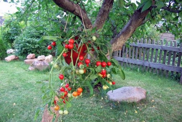 Talisman de tomates dans le jardin