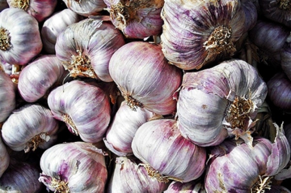 Variété d'ail Komsomolets