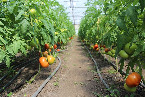 tomates dans la serre