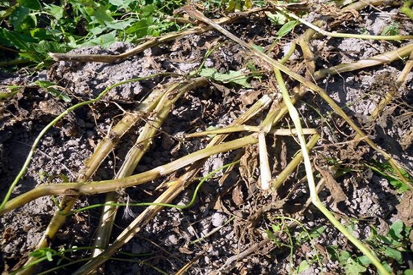 Prävention von Alternaria