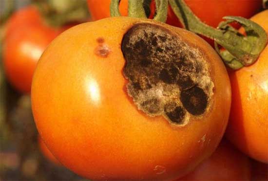 Tomatensorte mit Alternaria