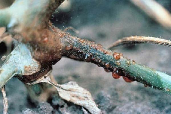 Der Pilz entwickelt sich nicht