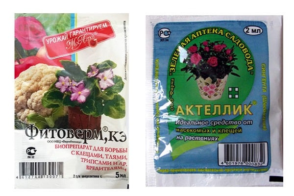 moucherons dans les serres