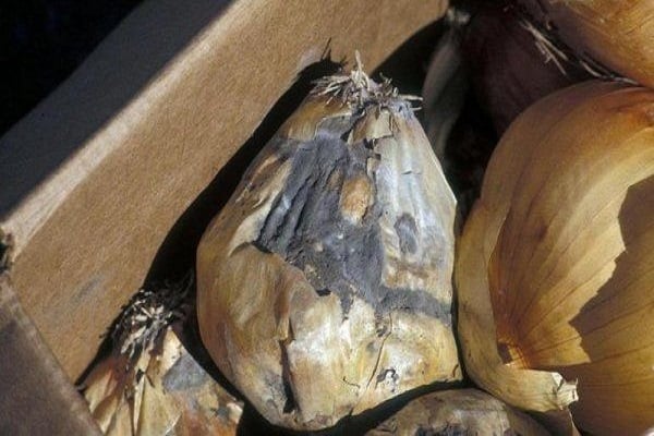 porteurs d'infection