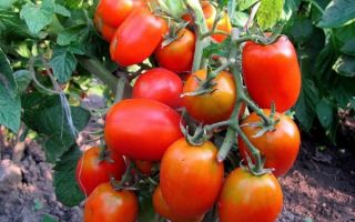 arbustes de tomates Darenka