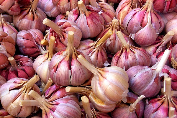 unerfahrener Gärtner