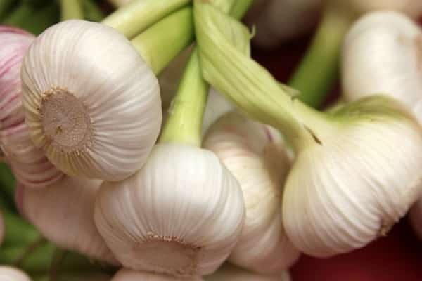 Düngemittel einführen