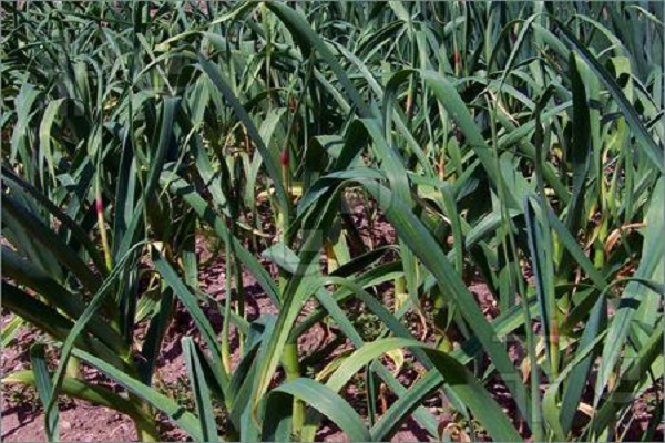 Anfälligkeit für Krankheiten