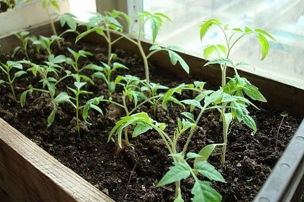 cucumber seedlings in a box