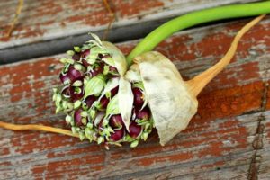 How to plant and grow garlic from bulbs?