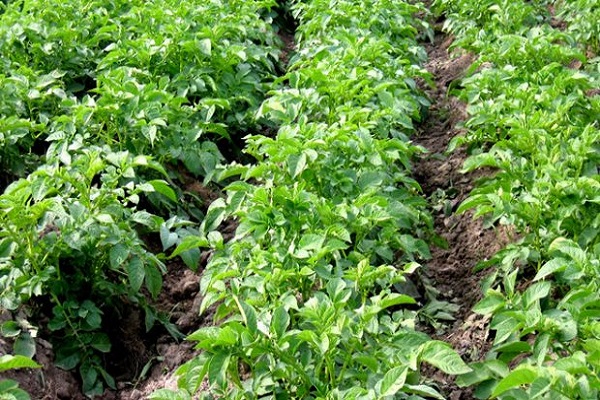 bewundern die Ausbeute