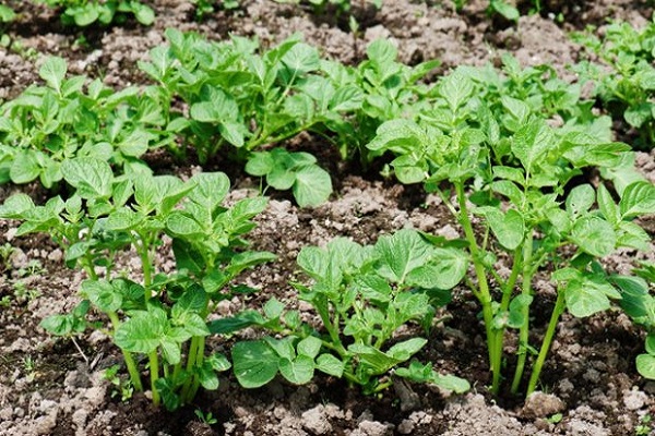 spezielle Bedingungen