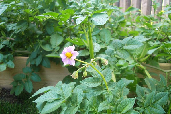 flowering potatoes in the garden