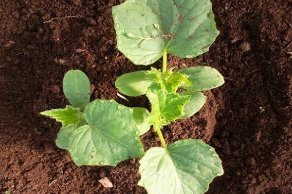 conseils aux résidents d'été