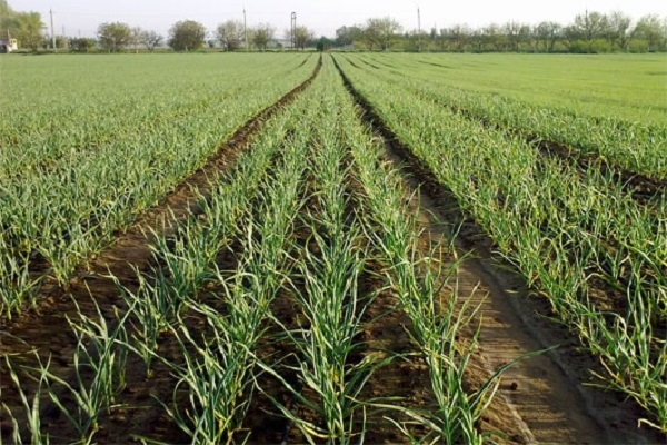 espèces de printemps