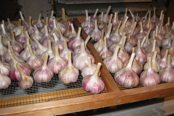 collecte et séchage