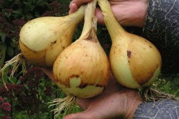 oignon germé à la main