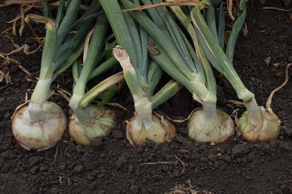 végétation hybride