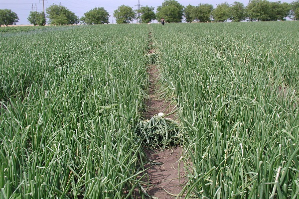 fruchtbar und lecker