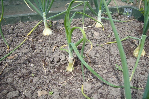 chemische Präparate