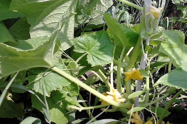 Ich bringe Humus herein