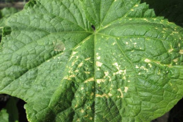 das Aussehen von Gurken