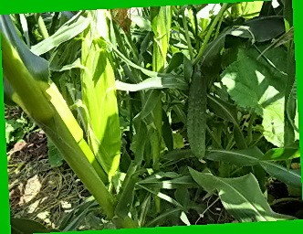 Tomatenbüsche Salinas