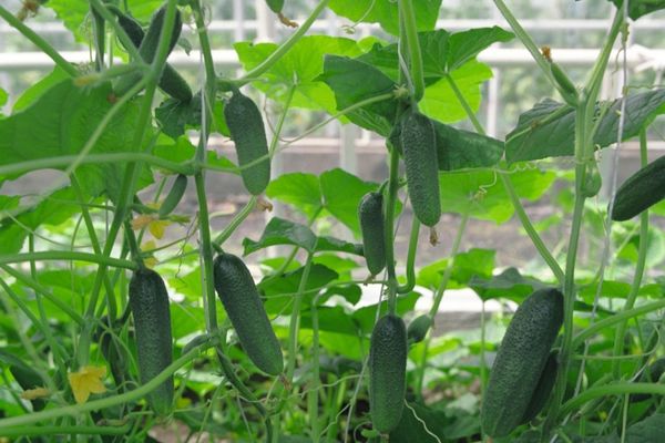 Gurkenanbau