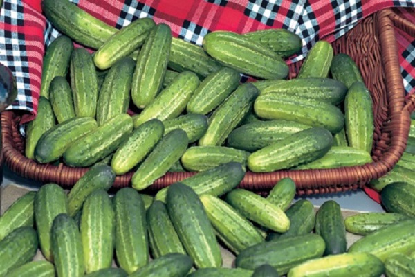 Haushaltsgrundstück