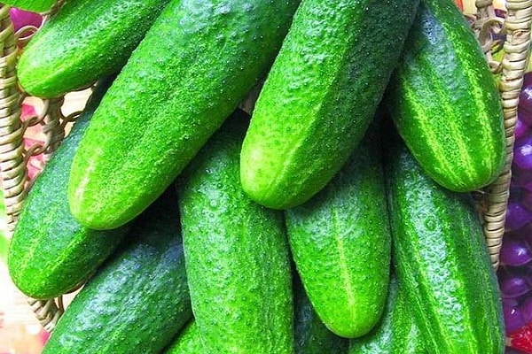 Bidrett's cucumber