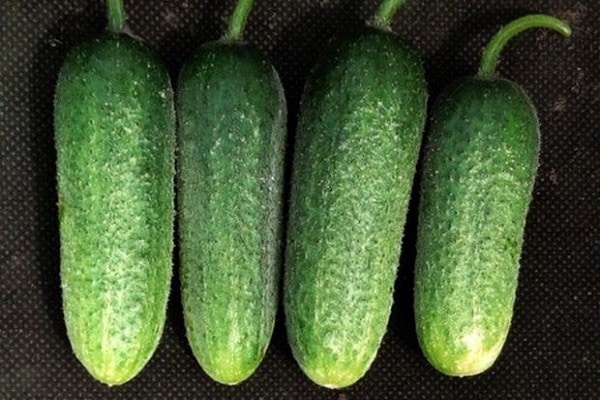 blühender weiblicher Typ