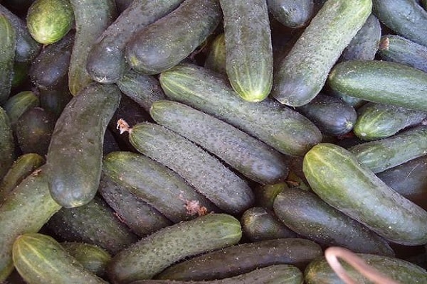 Bewässerung an der Wurzel