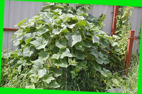 le préféré de maman