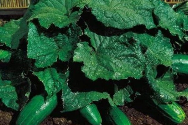 Vielseitigkeit der Früchte